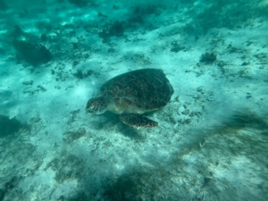 Amandine et Eden font leur stage de deux mois dans le cadre du BTS Tourisme 1ère année à l'Île Maurice auprès de l'agence Ocean Spirit Scuba Diving Mauritius ! 