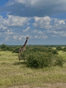 Mlle FIEVET Hanaë fait un stage en Tanzanie dans l'agence touristique Serengeti Big Cats à Arusha.