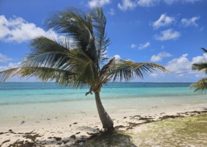 Morgane, Jihan, Caroline, Eva et Nathan effectuent un stage de deux mois à l'île Maurice auprès des agences d'excursions Mauritius Dream Excursion et Crystal Vacance Tour. C'est très varié et intéressant.