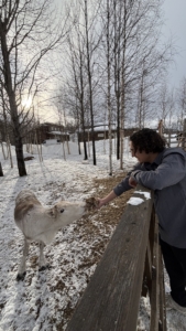Louna et Loup, étudiants en BTS Tourisme 1ère année, effectuent leur stage de 3 semaines en Finlande à l'ArticSnow Hotel à Rovaniemi  Ils mettent en pratique les cours théoriques concernant l'accueil des clients de l'hôtel et l'organisation des tours. 