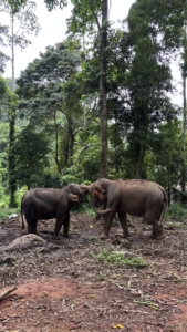 Louna et Manon effectuent leur stage de BTS Tourisme 1ère année dans un lieu paradisiaque, Koh Kood en Thaïlande. Nous remercions le centre de plongée sous-marine BB Divers de les accueillir deux mois : BB divers Koh Chang 