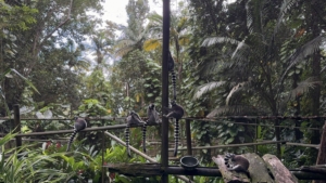 Célia a effectué son stage de BTS Tourisme en Guadeloupe à Gwada Pagaie sur la plage de Malendure. Paradisiaque !